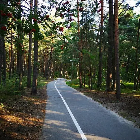 Near The Forest *